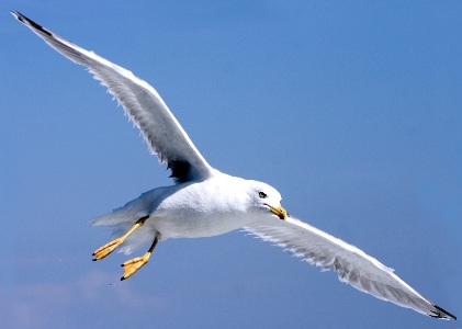 GABBIANI VEDO VOLAR