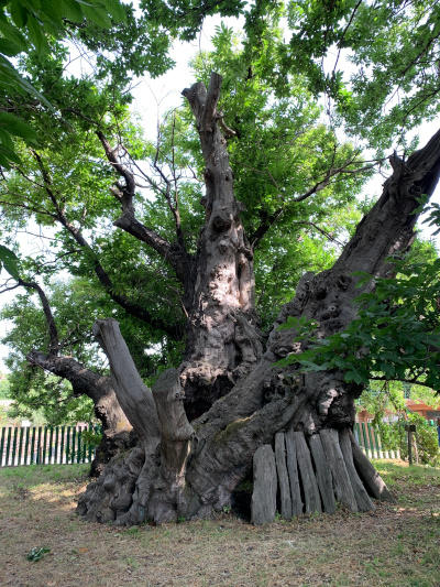 Ambiente, il “Castagno dei 100 cavalli” di Sant’Alfio finalista come albero dell’anno